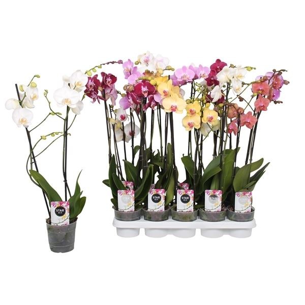 ANGEBOT Orchidee  `Phalaenopsis` Bild 1