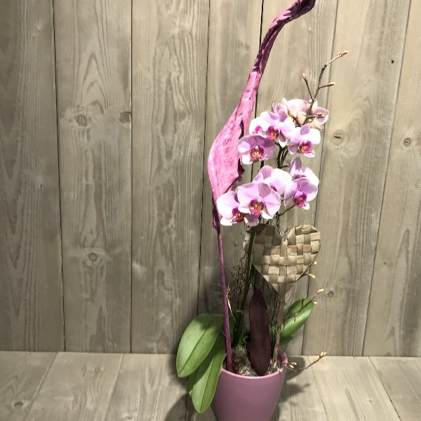 Orchidee mit Übertopf und Herz Bild 1