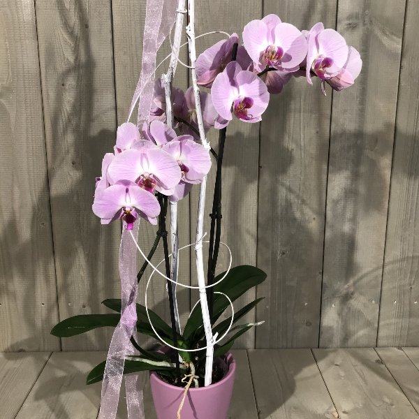 Orchidee mit Übertopf Bild 3